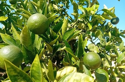 La Unió prevé un aumento del 3% en la cosecha de cítricos en la Comunidad Valenciana, aunque continúa por debajo de la media