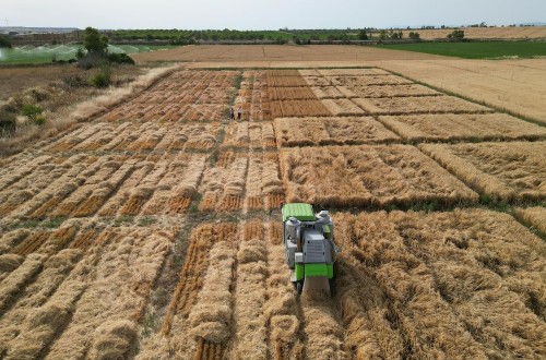 El MAPA concluye los ensayos de valor agronómico de nuevas variedades de cultivos de invierno