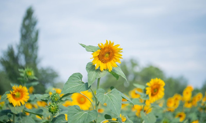 Girasoles_©FAO/Javid Gurbanov