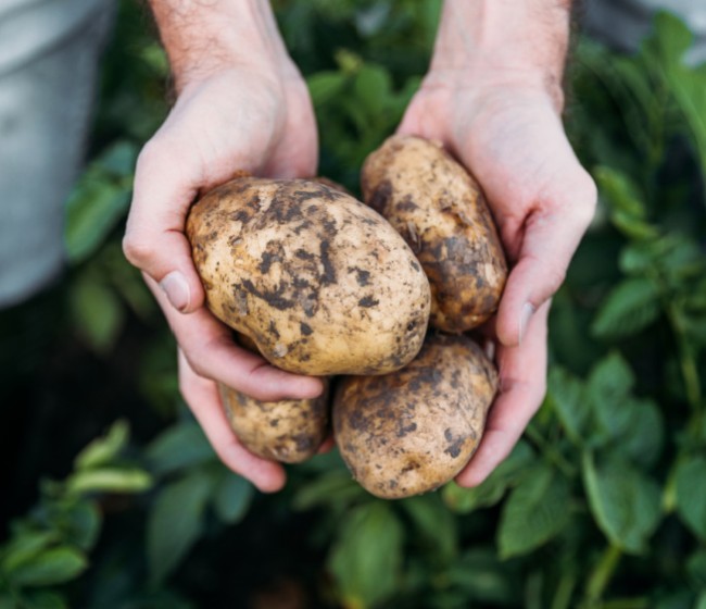 La UE produjo 48,3 millones de toneladas de patatas en 2023, un ligero repunte respecto a 2022