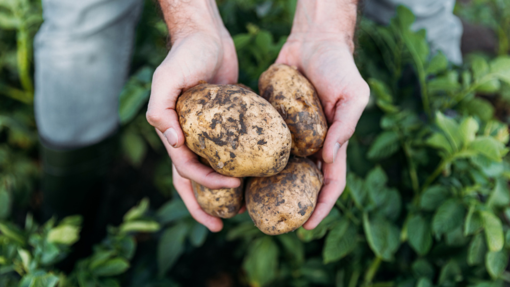 La UE produjo 48,3 millones de toneladas de patatas en 2023, un ligero repunte respecto a 2022