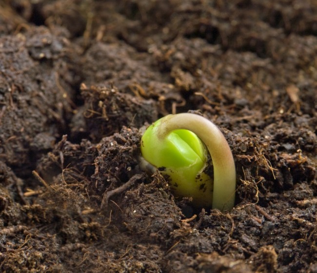 Identifican un mecanismo necesario para que las plantas hagan mejor uso de los nutrientes