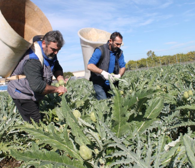 COAG pide reducir también la edad de jubilación en el campo debido a las condiciones penosas y peligrosas del trabajo