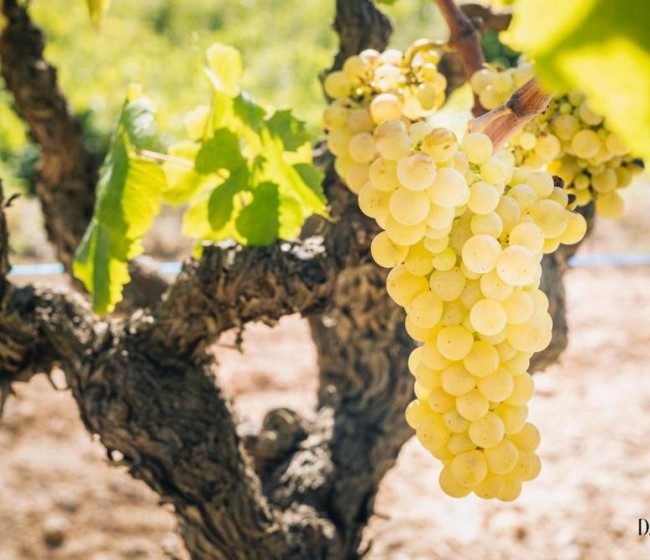 AVA-Asaja prevé precios históricos en la uva para cava debido a la escasez por la sequía