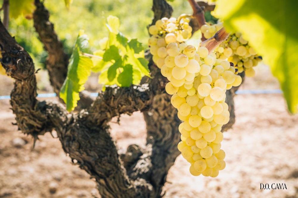 AVA-Asaja prevé precios históricos en la uva para cava debido a la escasez por la sequía