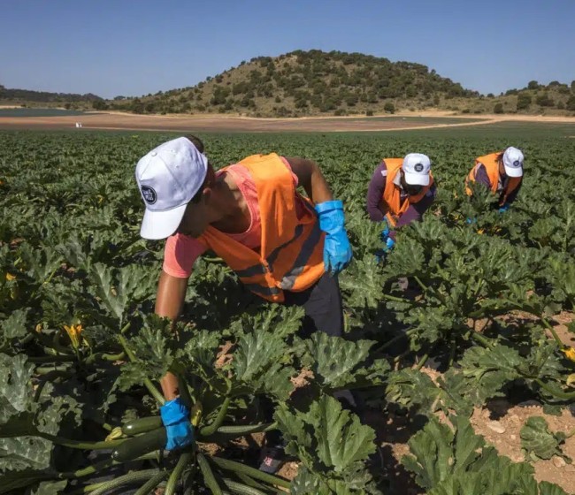 El paro agrícola cae un 2,6% en agosto