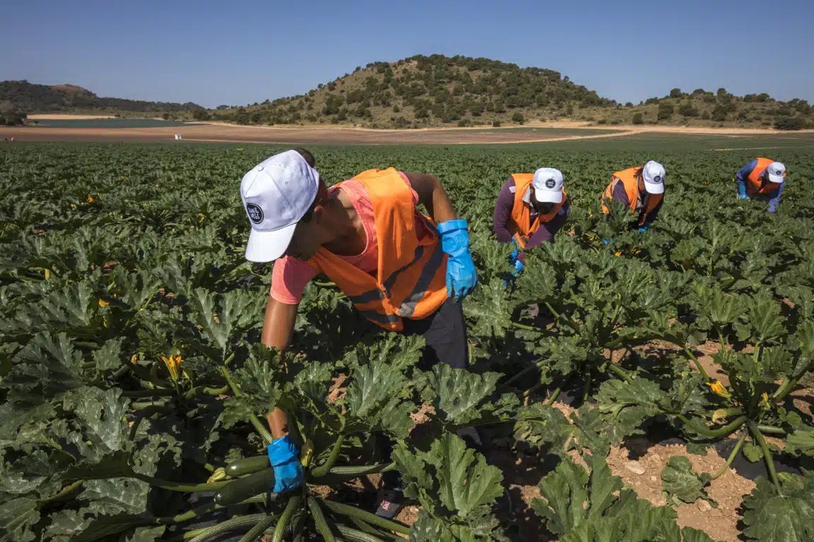 El paro agrícola cae un 2,6% en agosto