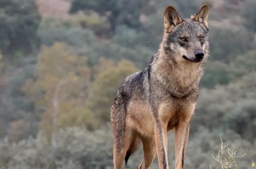 El Consejo de Europa decide rebajar el nivel de protección del lobo a «simple especie protegida»