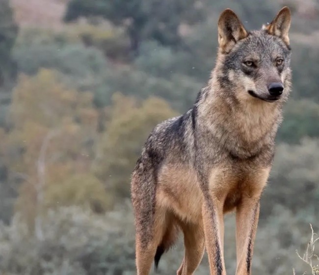 Copa-Cogeca acoge con satisfacción la modificación para una gestión adecuada de la población europea de lobos