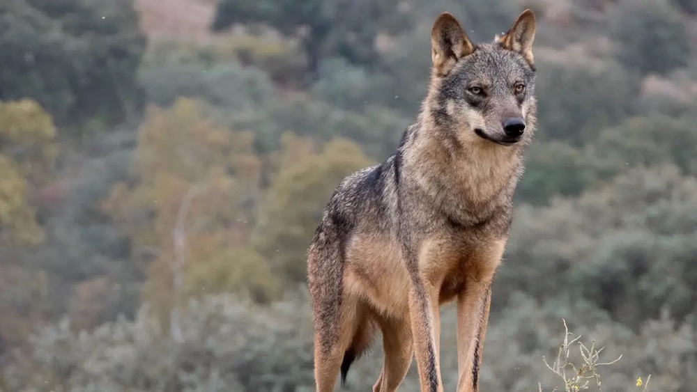 Copa-Cogeca acoge con satisfacción la modificación para una gestión adecuada de la población europea de lobos