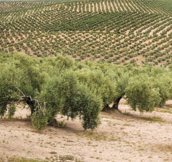 El seguro de olivar mantiene la posibilidad de asegurar dos cosechas consecutivas con el cálculo de indemnizaciones de manera independiente