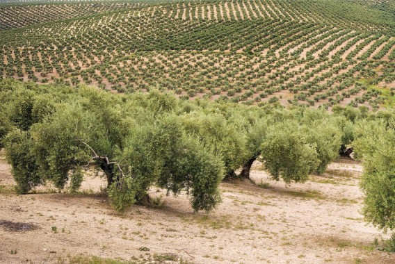 El seguro de olivar mantiene la posibilidad de asegurar dos cosechas consecutivas con el cálculo de indemnizaciones de manera independiente