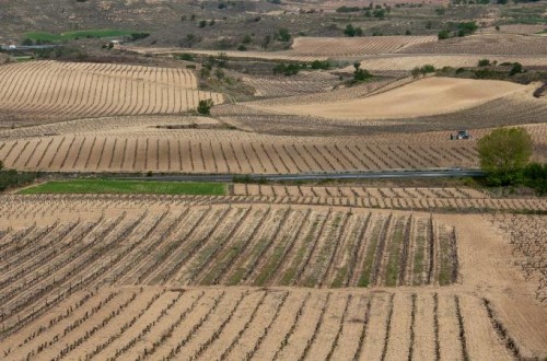 La Rioja flexibiliza la siembra directa para la campaña 2025 por las elevadas poblaciones de topillos