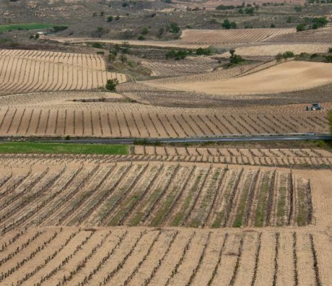 La Rioja flexibiliza la siembra directa para la campaña 2025 por las elevadas poblaciones de topillos