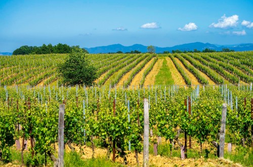 La Interprofesional del Vino de España reconoce la certificación SWfCP para demostrar su compromiso con la sostenibilidad