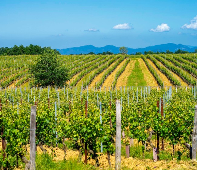 La Interprofesional del Vino de España reconoce la certificación SWfCP para demostrar su compromiso con la sostenibilidad