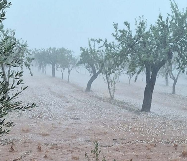 Asaja Albacete prevé cuantiosos daños en explotaciones agrícolas y ganaderas