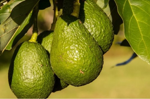 Ava-Asaja denuncia que aguacates sudafricanos multiplican por 20 el residuo de un fitosanitario prohibido en la UE