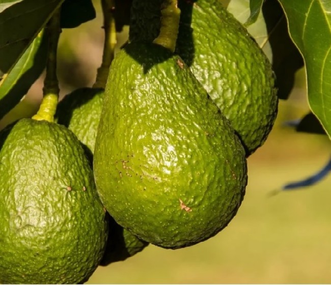 Ava-Asaja denuncia que aguacates sudafricanos multiplican por 20 el residuo de un fitosanitario prohibido en la UE