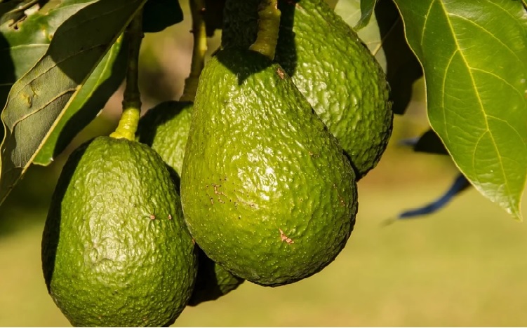 Ava-Asaja denuncia que aguacates sudafricanos multiplican por 20 el residuo de un fitosanitario prohibido en la UE