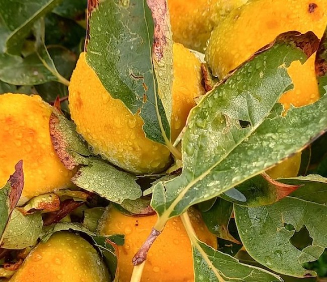 Las lluvias en la Comunidad Valenciana dañan 1.500 hectáreas de caquis y cítricos, según Ava-Asaja