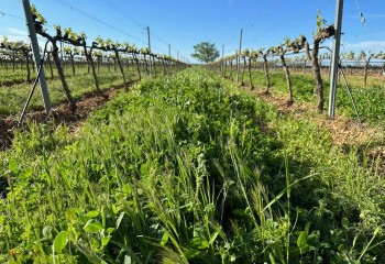 La AEACSV organiza un webinar sobre cubiertas vegetales y ecorregímenes de la PAC