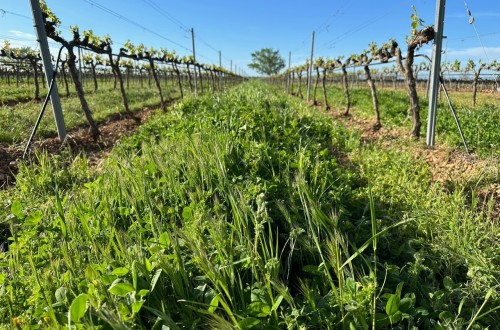 La AEACSV organiza un webinar sobre cubiertas vegetales y ecorregímenes de la PAC