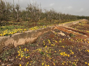 La superficie siniestrada agraria se reduce un 52% en 2024 a pesar de la dana