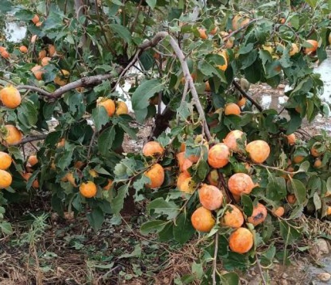 La DANA que azota la Comunidad Valenciana provocará daños en cosechas enteras de caquis, cítricos y hortalizas