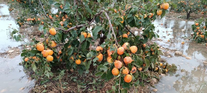 La DANA que azota la Comunidad Valenciana provocará daños en cosechas enteras de caquis, cítricos y hortalizas