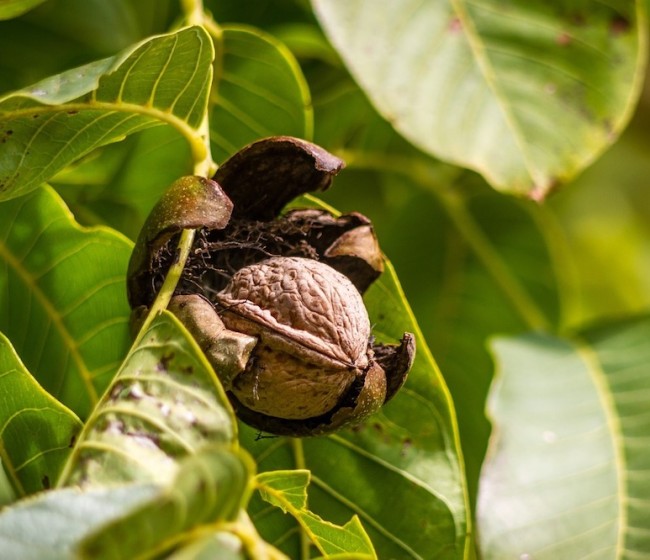 El MAPA abona casi 1,9 millones de ayuda extraordinaria a 510 nuevos agricultores de frutales y frutos de cáscara