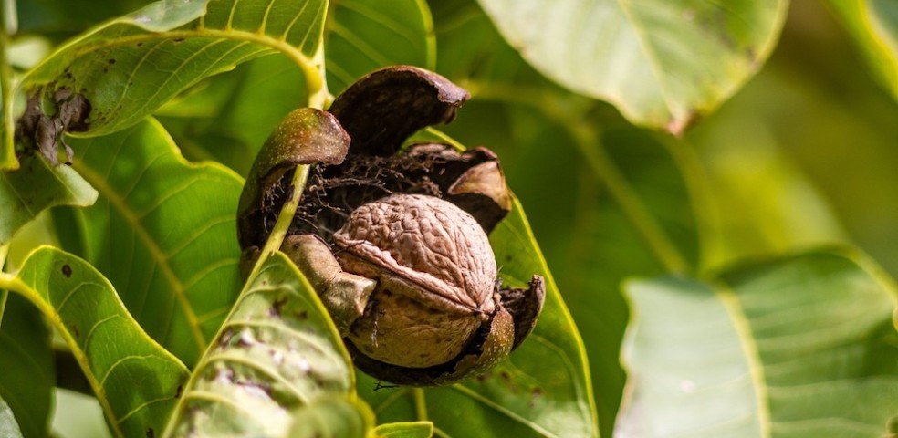 frutos_cascara_mapa