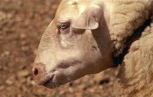 ganaderia_ovino_lengua_azul