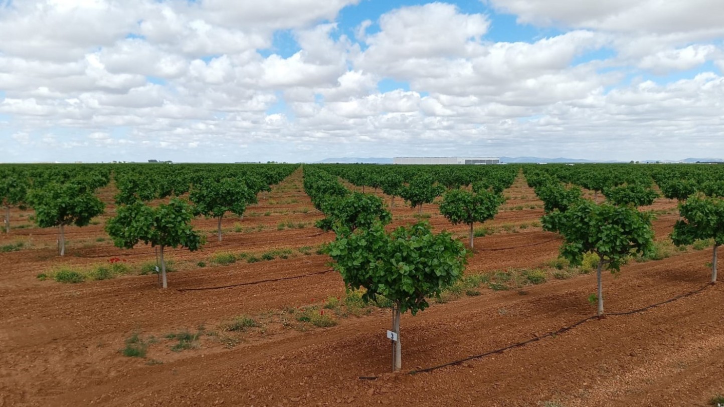 IberoPistacho minimizará sus emisiones de carbono en colaboración con Fertiberia