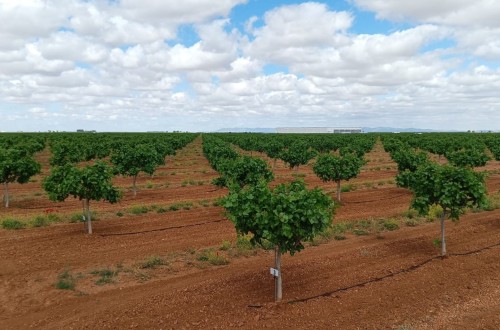 IberoPistacho minimizará sus emisiones de carbono en colaboración con Fertiberia