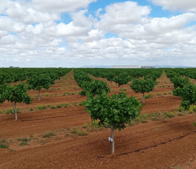 IberoPistacho minimizará sus emisiones de carbono en colaboración con Fertiberia