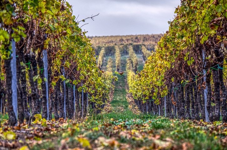 murcia_viñedo_do_jumilla