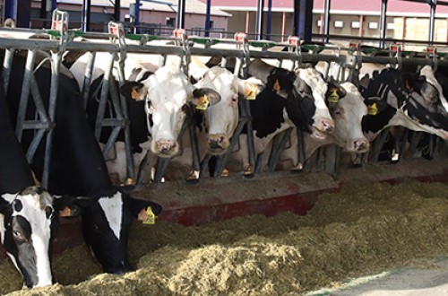 UPA vaticina un descenso de la producción de leche en lo que resta de 2024