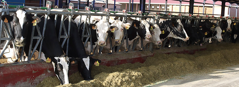 UPA vaticina un descenso de la producción de leche en lo que resta de 2024