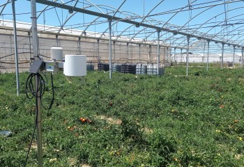 Evaluación del uso de nitratos y mejora de la eficiencia en el cultivo de tomate de industria