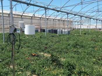 Evaluación del uso de nitratos y mejora de la eficiencia en el cultivo de tomate de industria