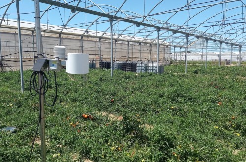 Evaluación del uso de nitratos y mejora de la eficiencia en el cultivo de tomate de industria