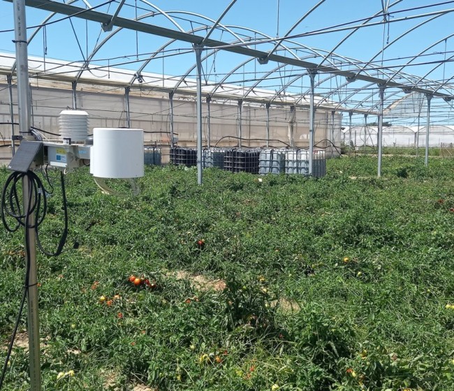 Evaluación del uso de nitratos y mejora de la eficiencia en el cultivo de tomate de industria