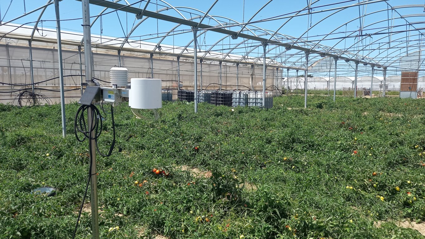 Evaluación del uso de nitratos y mejora de la eficiencia en el cultivo de tomate de industria