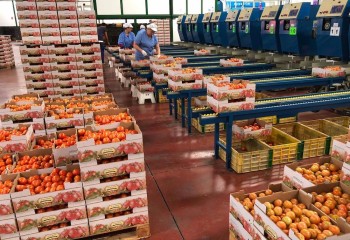 COAG denuncia un fraude fiscal de 71,1 millones de euros en importaciones de tomate marroquí y exige medidas a la UE