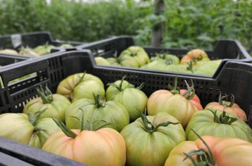 España prevé una producción tomate de invierno de 1,2 millones de toneladas