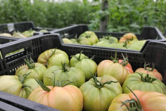 Apag Extremadura Asaja y Agryca rechazan los costes medios y defienden un precio justo para el tomate