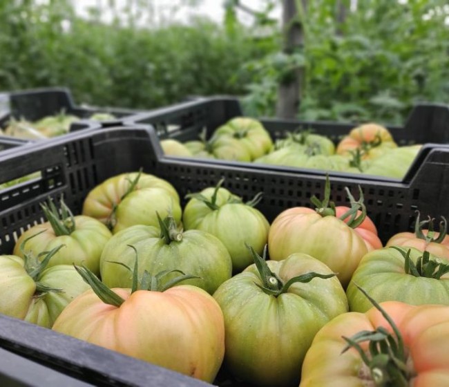 España prevé una producción tomate de invierno de 1,2 millones de toneladas