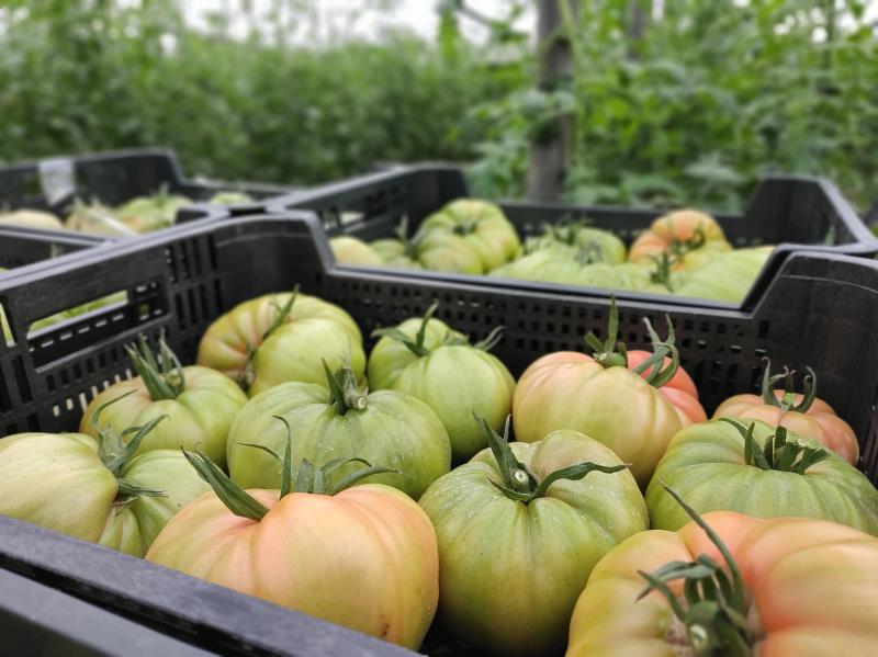 España prevé una producción tomate de invierno de 1,2 millones de toneladas