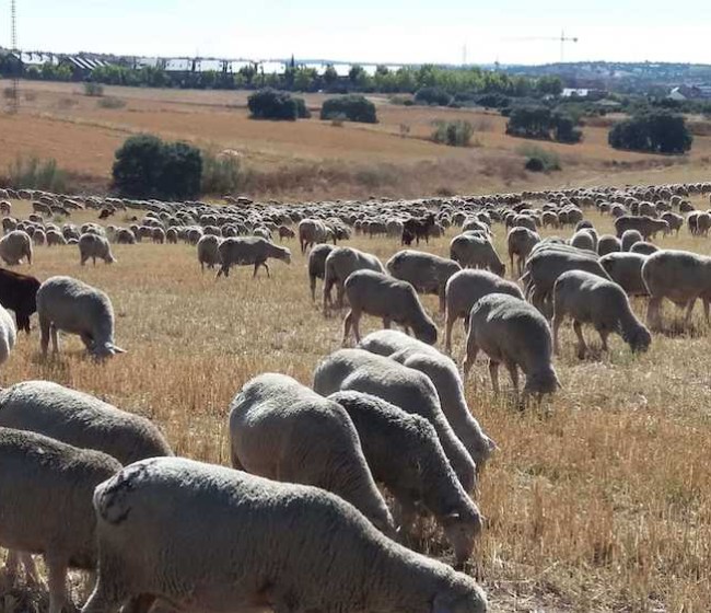 La Comunidad Valenciana destina 80.000 euros a la ganadería ecológica en prácticas extensivas